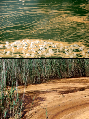 Comparison of biological mousse (left) to oil spill mousse