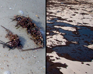 Comparisson of sargassum with oil bands.