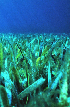 Sea Grant researchers are collecting valuable baseline data on sea grass and other critical marine habitats.