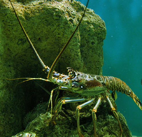 caribbean spiny lobster
