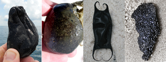 Tunicates and skate egg cases can bear a strong resemblance to tar balls.