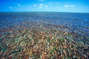 healthy seagrass bed