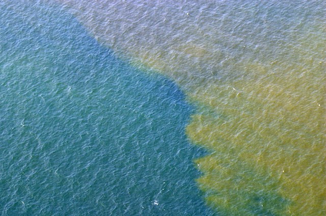 Algal bloom (reddish-brown algae next to blue water)