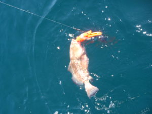 Red Grouper with orange descending device attached. On the water's surface. 