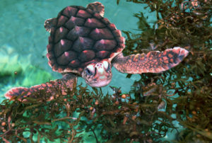 Juvenile sea turtle in green water next to sea weed. 