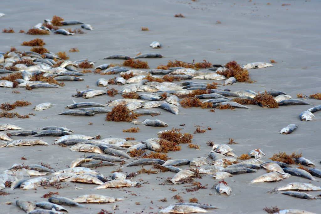 In this Florida Sea Grant file photo, fish killed by a previous red tide litter a southwest Florida beach. 
