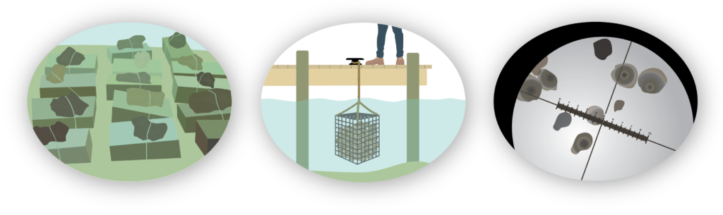 restoration aquaculture graphic