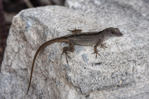 Brown Anole next to relative information