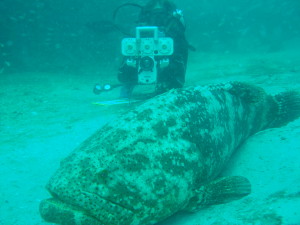 goliath grouper