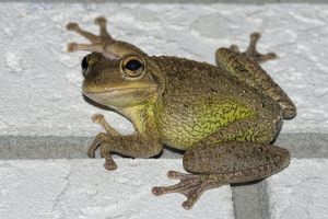 Cuban Tree frog next to relative information