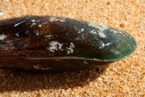 Green Mussel next to relative information