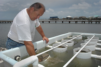 john supan inspects tanks of growing oysters