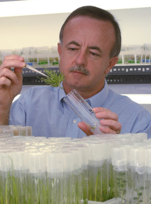 Mike Kane, a professor of environmental horticulture at the University of Florida’s Institute of Food and Agricultural Sciences, inspects sea oats grown in a test tube –Friday, Oct. 29, 2004. Sea oats protect beaches from erosion, and Kane is searching for the hardiest sea oat genotypes for use in post-hurricane beach restoration projects. (Photo by Josh Wickham/University of Florida/IFAS)