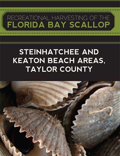 recreational harvest of the florida bay scallop taylor county