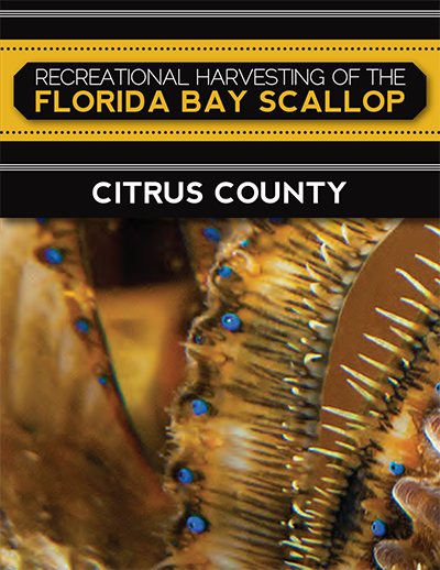 recreational harvest of the florida bay scallop citrus county