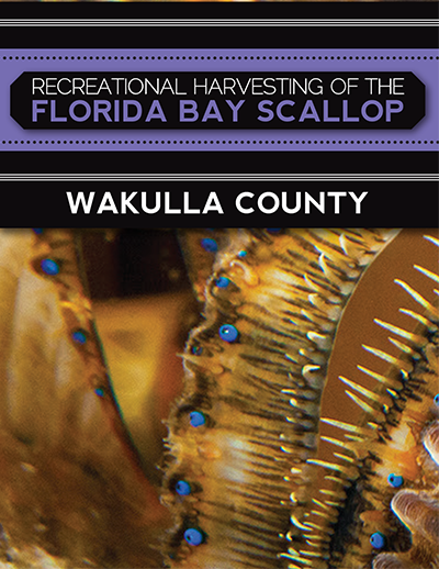 recreational harvest of the florida bay scallop wakulla county
