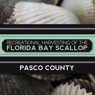 scalloping pasco county