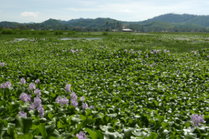 Water Hyacinth next to relative information
