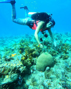 diver discovering grooved brain coral while leading an underwater training training