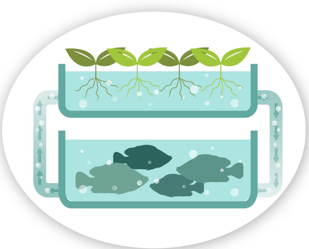 aquaponics