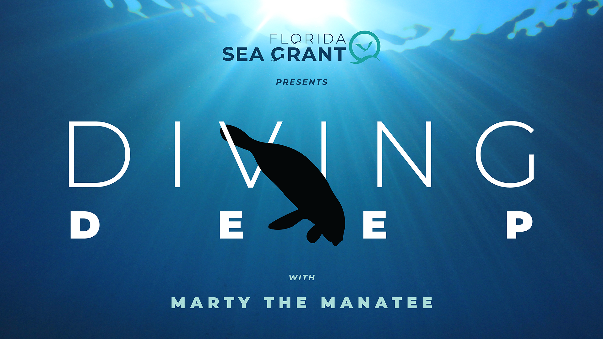 diving deep with marty the manatee