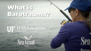Barotrauma Video Series by Florida Sea Grant