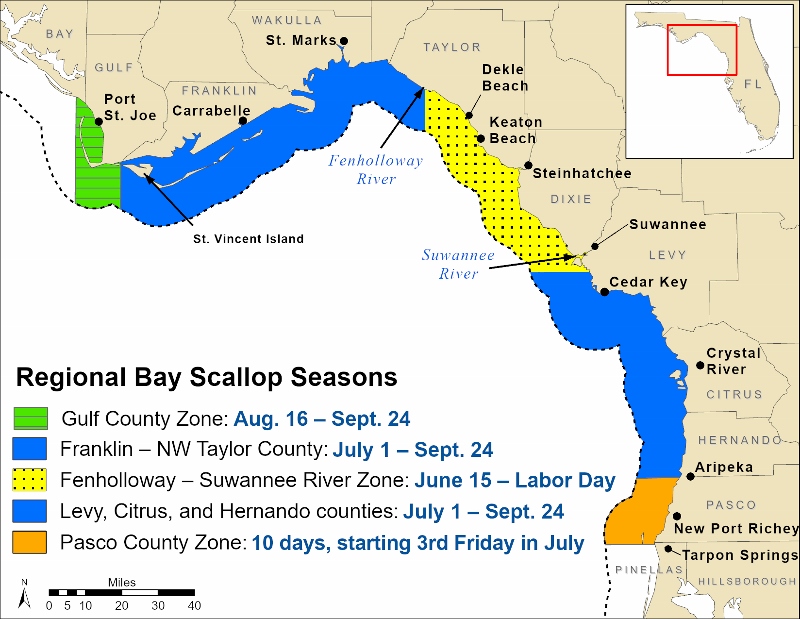 Florida bay scallop harvest seasons by region