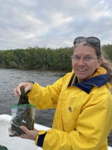 Betty Staugler collecting macroalgae sample