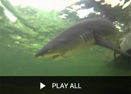 Florida Sea Grant Catch and Release Fishing Playlist