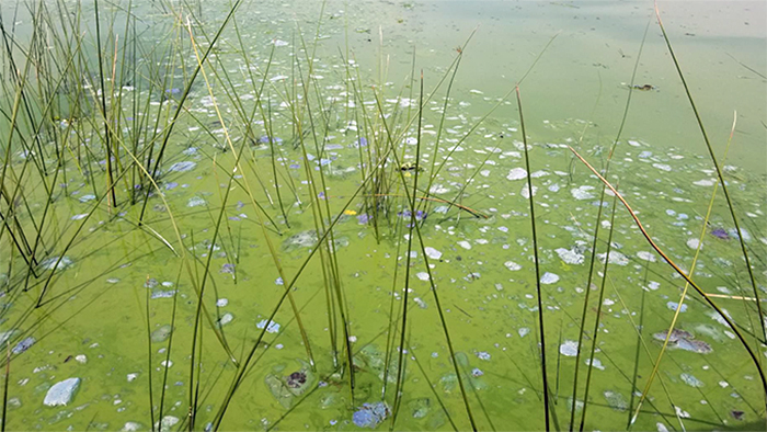 lake okeechobee algae bloom