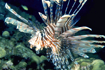 Lionsfish are invading Caribbean reefs.