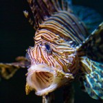 exotic lionfish invades southern Atlantic and Caribbean
