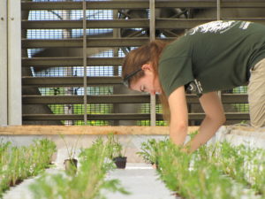 aquaponics