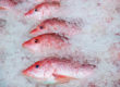 row of red snapper catch in ice