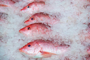 row of red snapper catch in ice