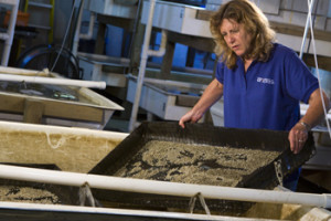 Leslie Sturmer handling Small seed clams.  UF/IFAS Photo by Tyler Jones