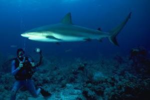 Scuba diver with shark underwater